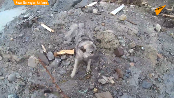 直升機救小狗 - 俄羅斯衛星通訊社