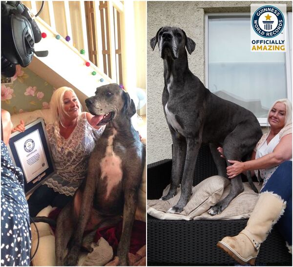 全球个子最高的狗成为最长寿的狗 （图片） - 俄罗斯卫星通讯社