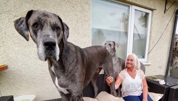 Самый большой и старый дог в мире Фредди - 俄羅斯衛星通訊社