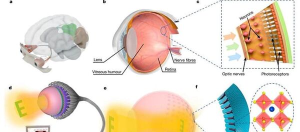 Ученые из Гонконгского научного-технического университета создали искусственную сетчатку EC-Eye - 俄罗斯卫星通讯社