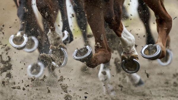 Копыта лошадей, участвующих в скачках Chelmsford City Racecourse - 俄罗斯卫星通讯社