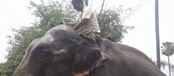 Indian man upsets wife by bequeathing land to two elephants - 俄羅斯衛星通訊社