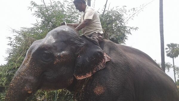 Indian man upsets wife by bequeathing land to two elephants - 俄罗斯卫星通讯社