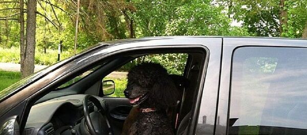 Focus: приняли за афроамериканца — хозяйка чёрного пуделя в США столкнулась с полицейским расизмом   - 俄罗斯卫星通讯社