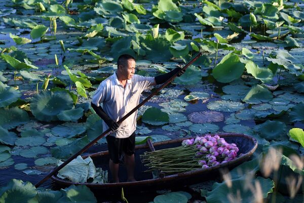 Мужчина в лодке со стеблями лотосов на пруду Westlake в Ханое  - 俄罗斯卫星通讯社
