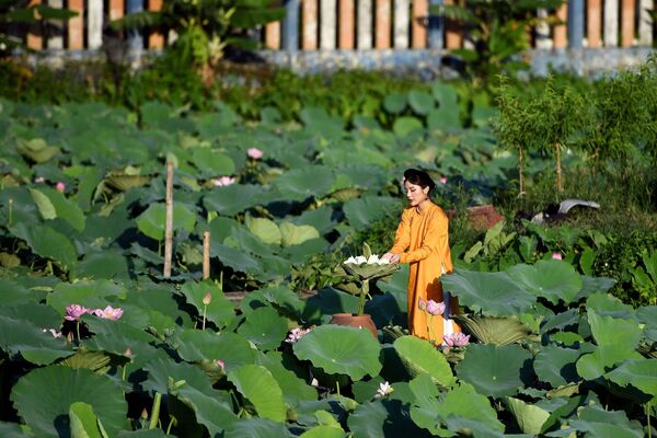 Девушка во время фотосессии на лотосовом пруду Westlake в Ханое  - 俄罗斯卫星通讯社