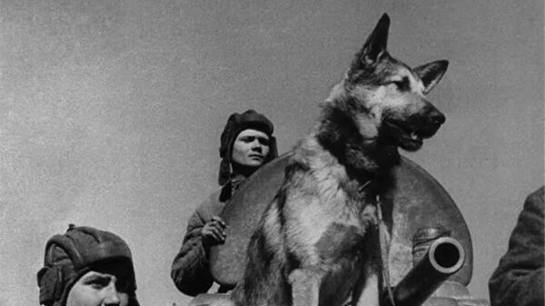 蘇聯英雄軍犬捍衛偉大衛國戰爭勝利 - 俄羅斯衛星通訊社
