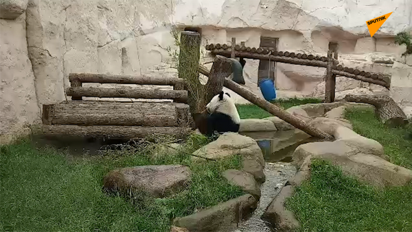 Московский зоопарк готовится к открытию (видео) - 俄罗斯卫星通讯社