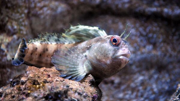 科學家弄清史前魚類如何登上陸地棲息在那 - 俄羅斯衛星通訊社