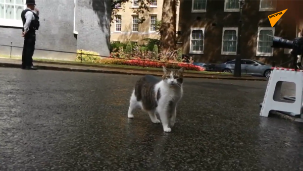 御貓拉里在唐寧街附近散步被發現 - 俄羅斯衛星通訊社