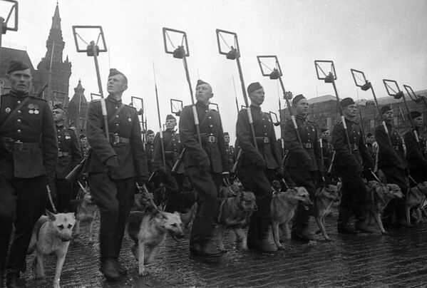 红场胜利日阅兵式上地雷搜索部门牵着军犬的地雷工兵，1945年6月24日  - 俄罗斯卫星通讯社