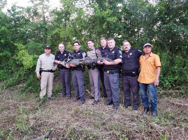 美国警察在高速公路抓鳄鱼 - 俄罗斯卫星通讯社