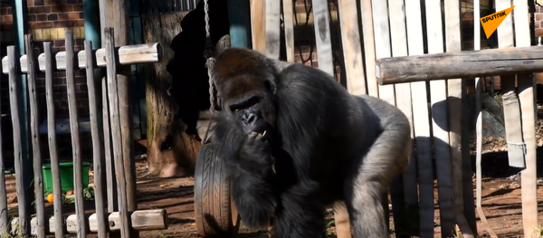 大猩猩手术后回到动物园 - 俄罗斯卫星通讯社