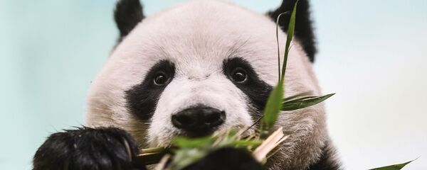 Панда Жуи в Московском зоопарке.  - 俄羅斯衛星通訊社