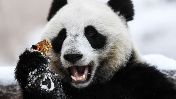 莫斯科动物园为熊猫丁丁庆祝7岁生日
