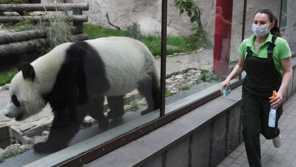 Большая панда в вольере Московского зоопарка перед открытием после карантина. - 俄罗斯卫星通讯社