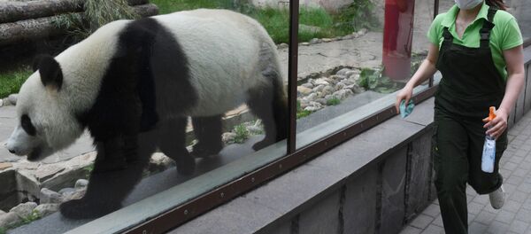 Большая панда в вольере Московского зоопарка перед открытием после карантина. Большая панда в вольере Московского зоопарка перед открытием после карантина. - 俄罗斯卫星通讯社