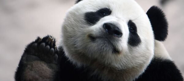 Большая панда в вольере Московского зоопарка перед открытием после карантина Большая панда в вольере Московского зоопарка перед открытием после карантина - 俄羅斯衛星通訊社