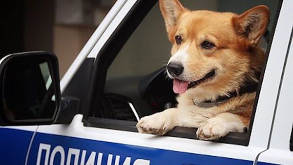 俄羅斯唯一柯基犬警察退休 - 俄羅斯衛星通訊社