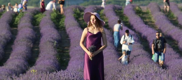 Лавандовые поля в Крыму Лавандовые поля в Крыму - 俄罗斯卫星通讯社