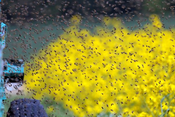 Пчелы на рапсовом поле под Минском, Беларусь - 俄罗斯卫星通讯社