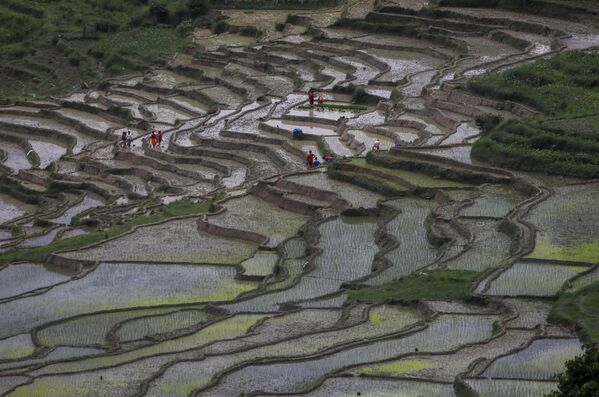 Рисовые поля в Непале - 俄罗斯卫星通讯社