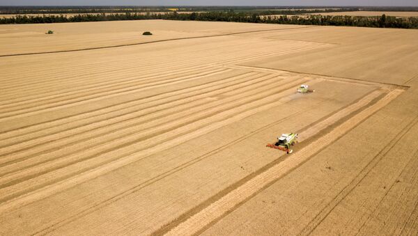 Уборка урожая зерновых в Краснодарском крае - 俄罗斯卫星通讯社