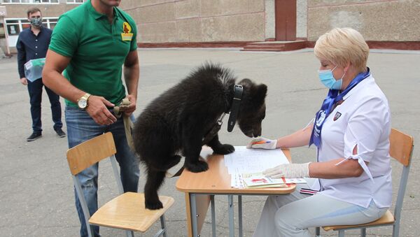 Медведь на голосовании - 俄罗斯卫星通讯社