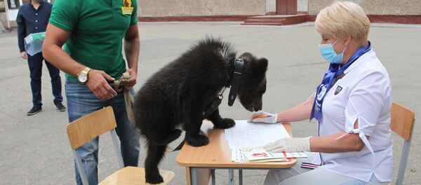 Медведь на голосовании - 俄罗斯卫星通讯社
