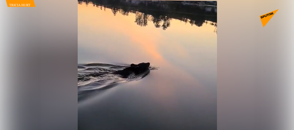 美国一家人奇迹般地救了一只小熊 - 俄罗斯卫星通讯社
