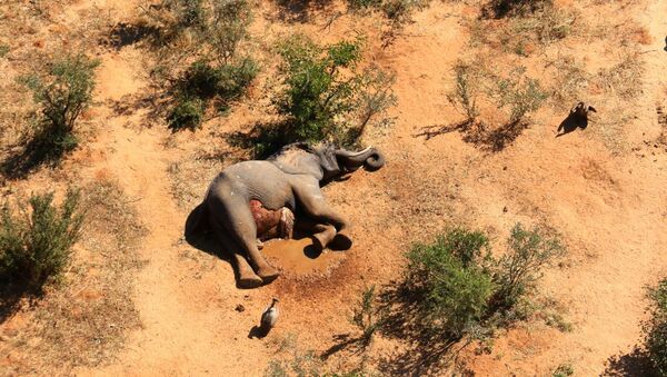 Погибший слон в Ботсване - 俄罗斯卫星通讯社