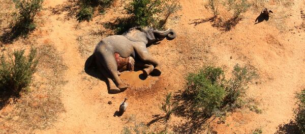 Погибший слон в Ботсване - 俄罗斯卫星通讯社