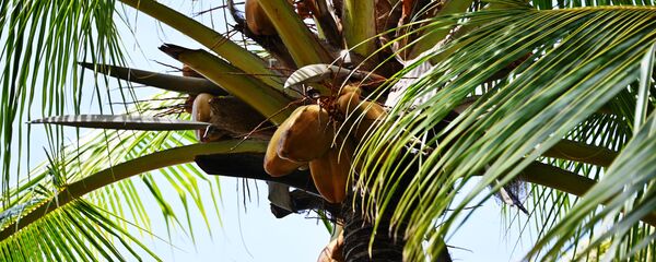 椰子  - 俄羅斯衛星通訊社