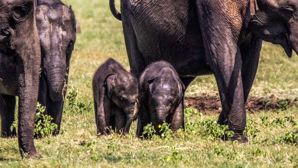 На Шри-Ланке замечены редкие слонята близнецы - 俄罗斯卫星通讯社